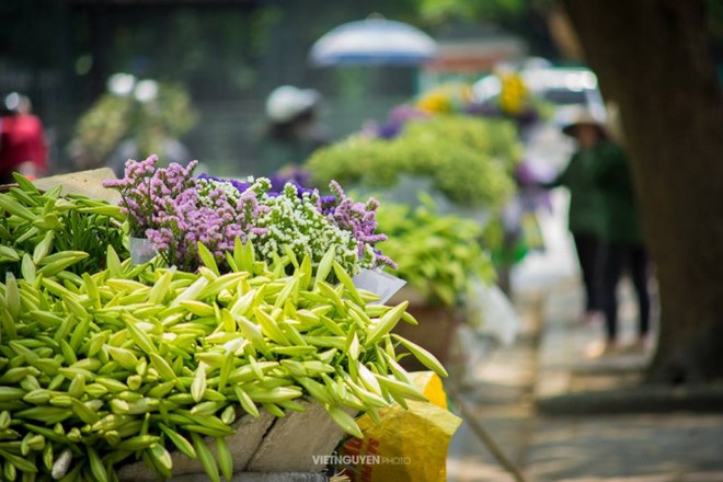 Tháng tư gọi hoa loa kèn về trên phố… 6247a35240e6c.jpeg